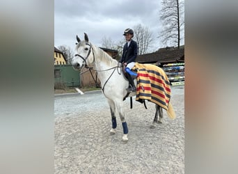 German Sport Horse, Gelding, 12 years, 17.1 hh, Grey