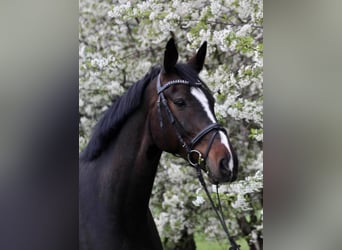German Sport Horse, Gelding, 12 years, 17.1 hh, Smoky-Black