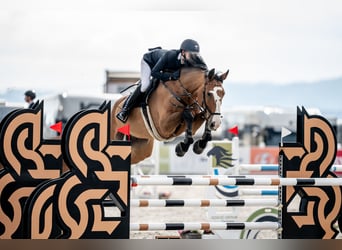 German Sport Horse, Gelding, 12 years, 17.2 hh, Brown German Sport Horse, Gelding, 12 years, 17.2 hh, Brown