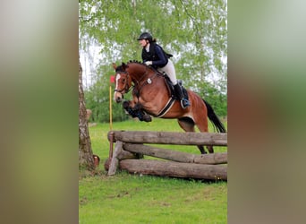 German Sport Horse, Gelding, 12 years, 17 hh, Brown