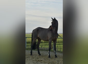 German Sport Horse, Gelding, 12 years, 17 hh, Brown