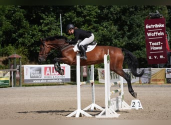 German Sport Horse, Gelding, 12 years, 17 hh, Brown