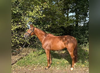 German Sport Horse, Gelding, 12 years, 17 hh, Chestnut-Red