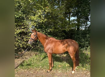 German Sport Horse, Gelding, 12 years, 17 hh, Chestnut-Red