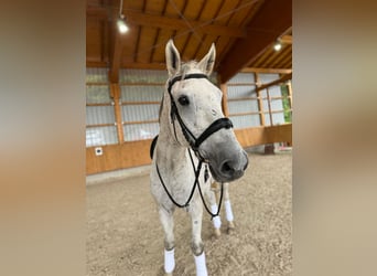 German Sport Horse, Gelding, 12 years, 17 hh, Gray