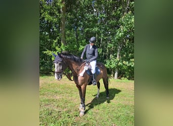 German Sport Horse, Gelding, 12 years, 17 hh, Smoky-Black
