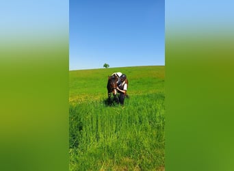 German Sport Horse, Gelding, 12 years, 18 hh, Brown