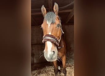 German Sport Horse, Gelding, 12 years, 18 hh, Brown