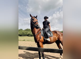 German Sport Horse, Gelding, 12 years, 18 hh, Brown