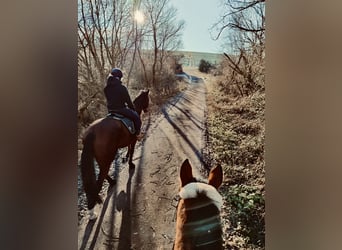 German Sport Horse, Gelding, 12 years, 18 hh, Brown