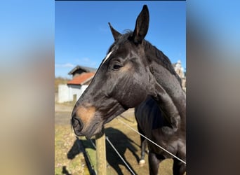 German Sport Horse, Gelding, 12 years, 18,1 hh, Smoky-Black