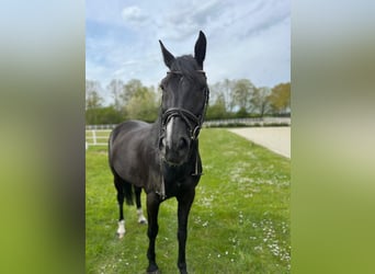 German Sport Horse, Gelding, 13 years, 16.1 hh, Black
