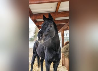 German Sport Horse, Gelding, 13 years, 16.1 hh, Black