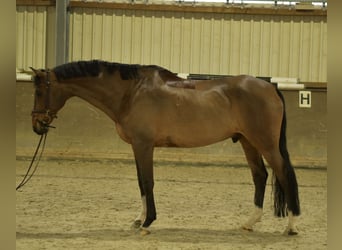 German Sport Horse, Gelding, 13 years, 16.1 hh, Brown