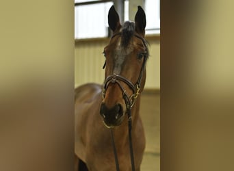 German Sport Horse, Gelding, 13 years, 16.1 hh, Brown
