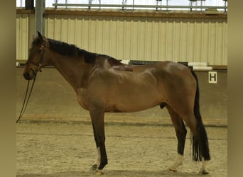 German Sport Horse, Gelding, 13 years, 16.1 hh, Brown