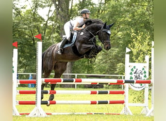 German Sport Horse, Gelding, 13 years, 16.1 hh, Smoky-Black