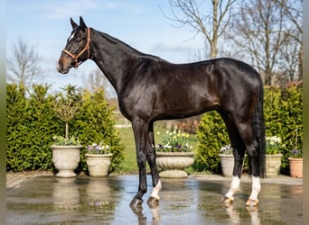 German Sport Horse, Gelding, 13 years, 16.2 hh, Bay-Dark