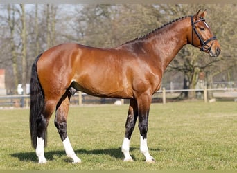 German Sport Horse, Gelding, 13 years, 16.2 hh, Bay-Dark German Sport Horse, Gelding, 13 years, 16.2 hh, Bay-Dark