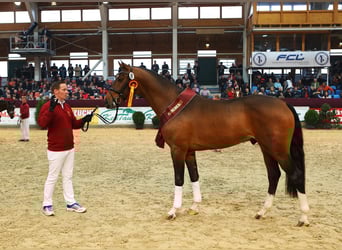 German Sport Horse, Gelding, 13 years, 16.2 hh, Bay-Dark German Sport Horse, Gelding, 13 years, 16.2 hh, Bay-Dark