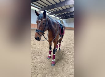 German Sport Horse, Gelding, 13 years, 16,2 hh, Brown