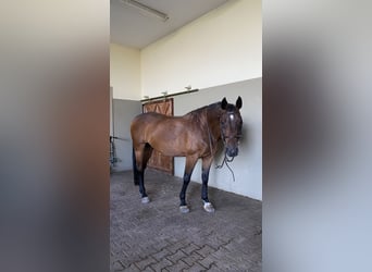 German Sport Horse, Gelding, 13 years, 16.2 hh, Brown