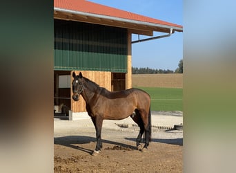 German Sport Horse, Gelding, 13 years, 16.2 hh, Brown