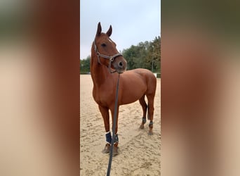 German Sport Horse, Gelding, 13 years, 16.2 hh, Chestnut-Red