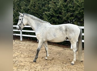 German Sport Horse, Gelding, 13 years, 16.2 hh, Gray