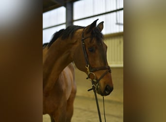 German Sport Horse, Gelding, 13 years, 16,1 hh, Brown