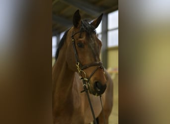 German Sport Horse, Gelding, 13 years, 16,1 hh, Brown