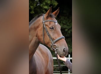 German Sport Horse Mix, Gelding, 13 years, 16,2 hh, Bay-Dark
