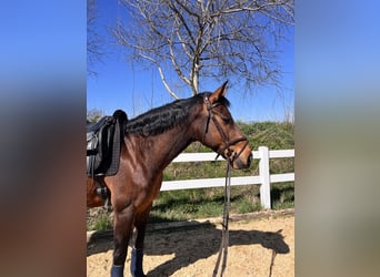 German Sport Horse, Gelding, 14 years, 16.1 hh, Brown