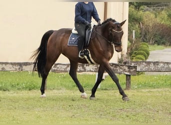 German Sport Horse, Gelding, 14 years, 16.2 hh, Bay-Dark
