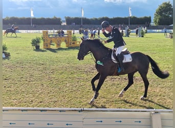 German Sport Horse, Gelding, 14 years, 16.2 hh, Bay-Dark