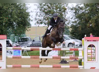 German Sport Horse, Gelding, 14 years, 16.2 hh, Bay-Dark
