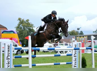 German Sport Horse, Gelding, 14 years, 16.2 hh, Bay-Dark