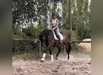 German Sport Horse, Gelding, 14 years, 16,3 hh, Brown