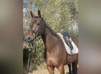 Deutsches Sportpferd, Wallach, 14 Jahre, 16,3 hh, Brauner