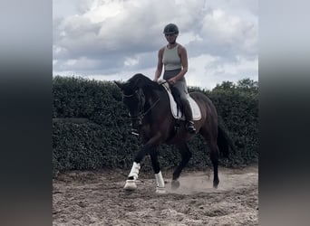 German Sport Horse, Gelding, 14 years, 16,3 hh, Brown