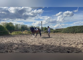 Deutsches Sportpferd, Wallach, 14 Jahre, 16,3 hh, Brauner