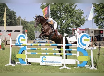 German Sport Horse, Gelding, 14 years, 16.3 hh, Smoky-Black