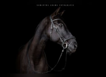 German Sport Horse Mix, Gelding, 14 years, 16,3 hh, Black