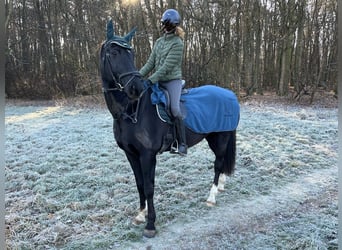 German Sport Horse Mix, Gelding, 14 years, 16,3 hh, Black