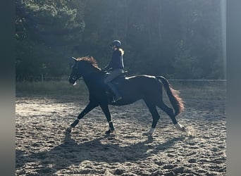 German Sport Horse Mix, Gelding, 14 years, 16,3 hh, Black