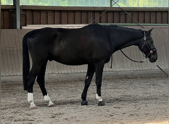 German Sport Horse Mix, Gelding, 14 years, 16,3 hh, Black