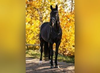 German Sport Horse, Gelding, 14 years, 17.2 hh, Smoky-Black