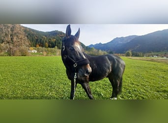 German Sport Horse, Gelding, 14 years, 17 hh, Black