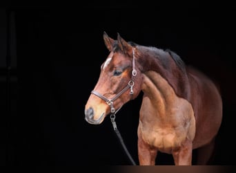 German Sport Horse, Gelding, 14 years, 17 hh, Brown