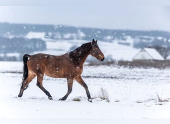 German Sport Horse, Gelding, 14 years, 17 hh, Brown